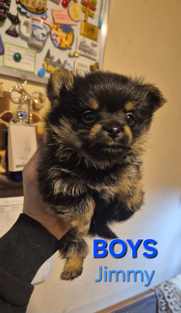 Yorkie pomeranian puppies for sale 😍 