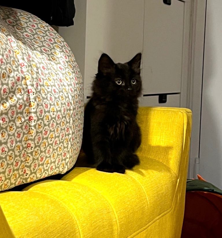 KITTENS x 2 for sale - £100 each