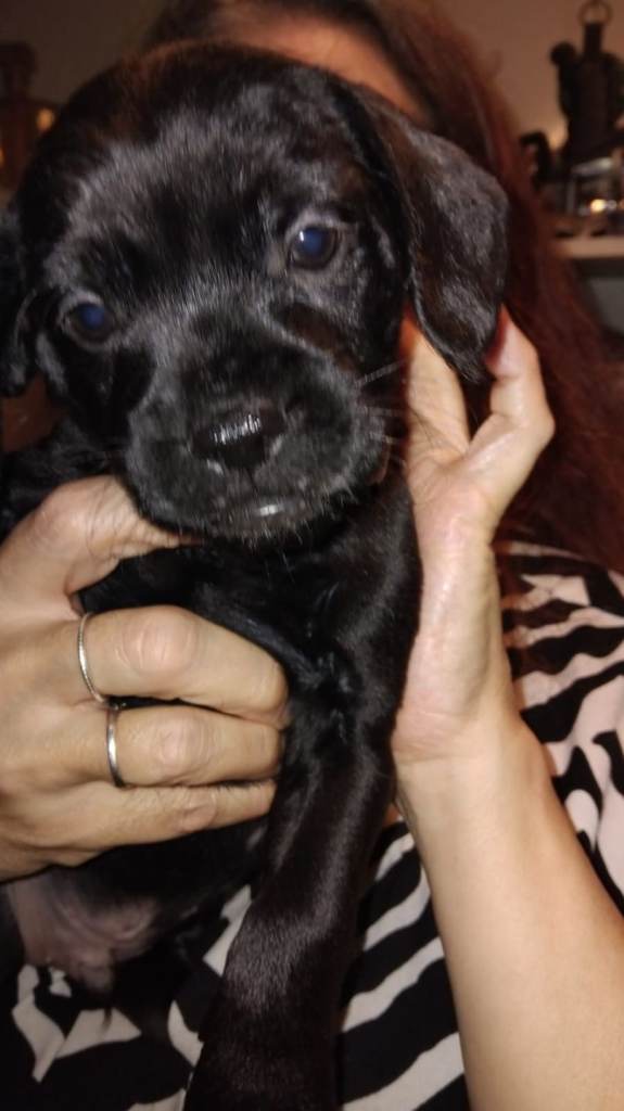 Miniature poodle cross frech bulldog puppies 