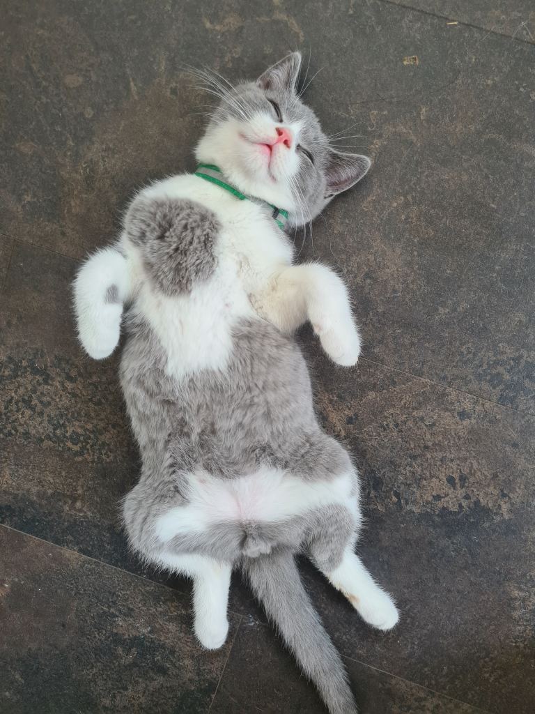 British shorthair carrier Himalayan gene