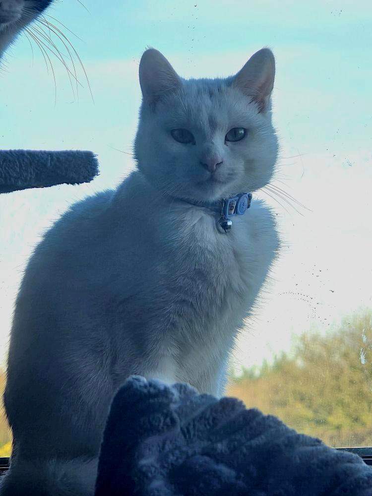 White Cat