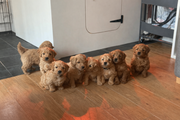 F1 miniature golden doodles 