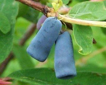1 x Honeyberry plant in 9cm pot for £9