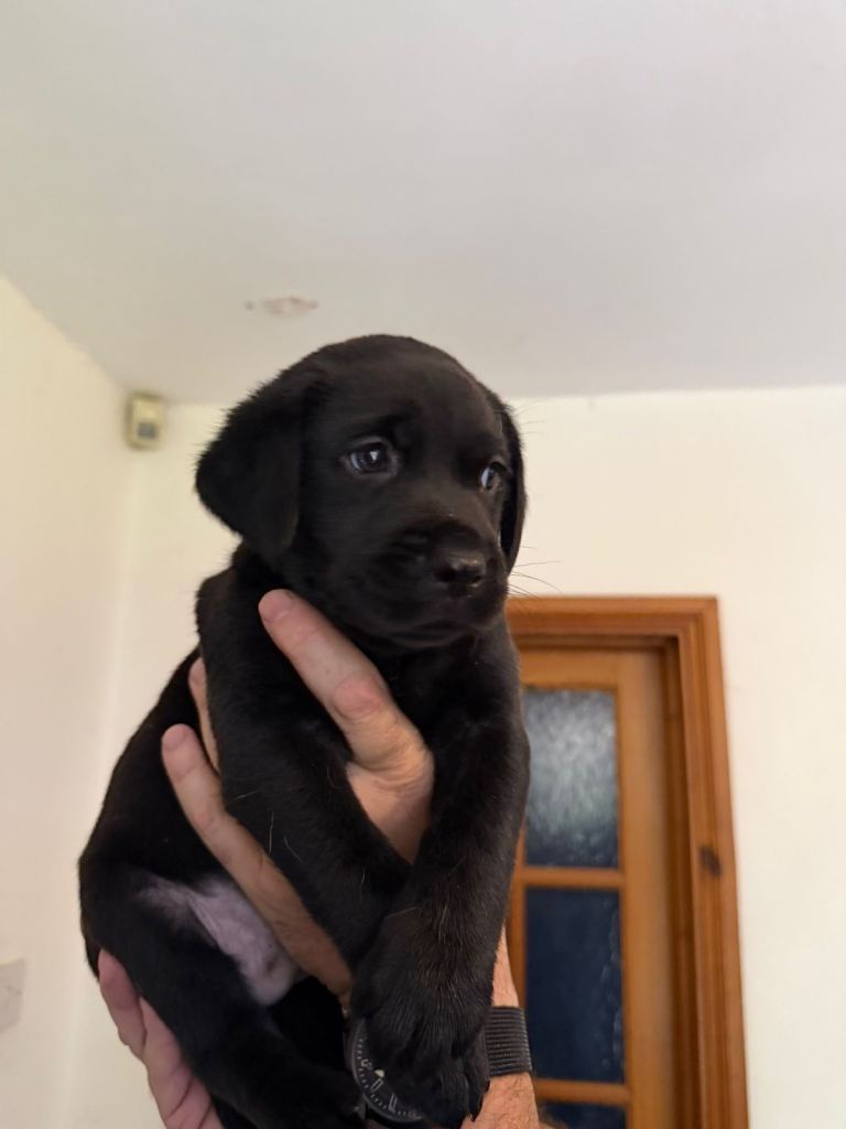 Golden and black Labrador puppies 
