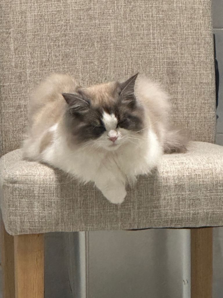 Half Ragdoll female Kitten 