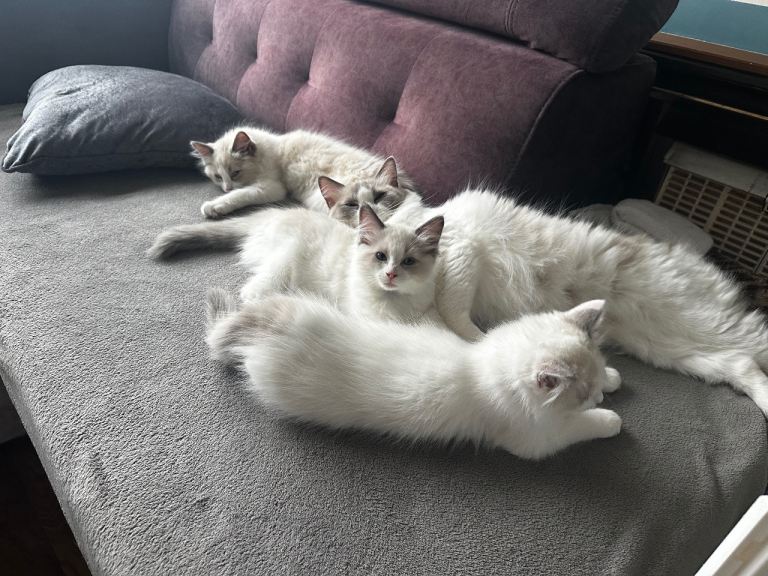 Ragdoll 