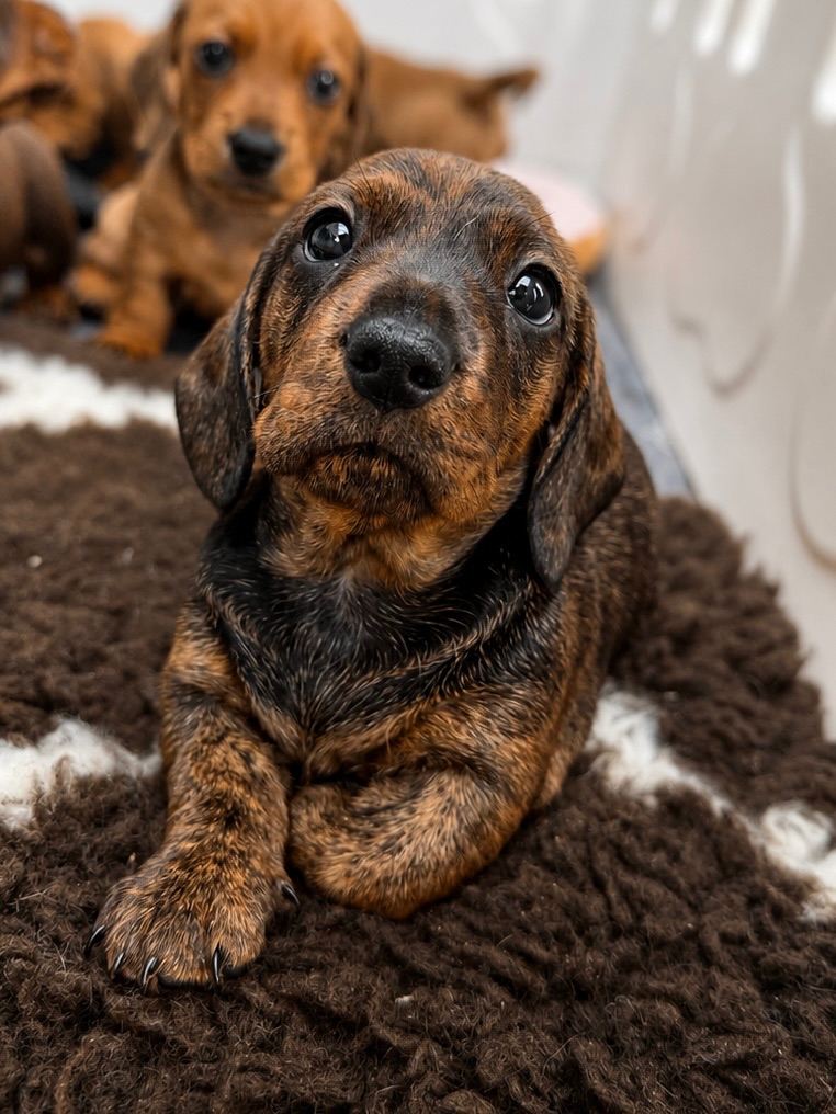Last boy left miniature dachshund 