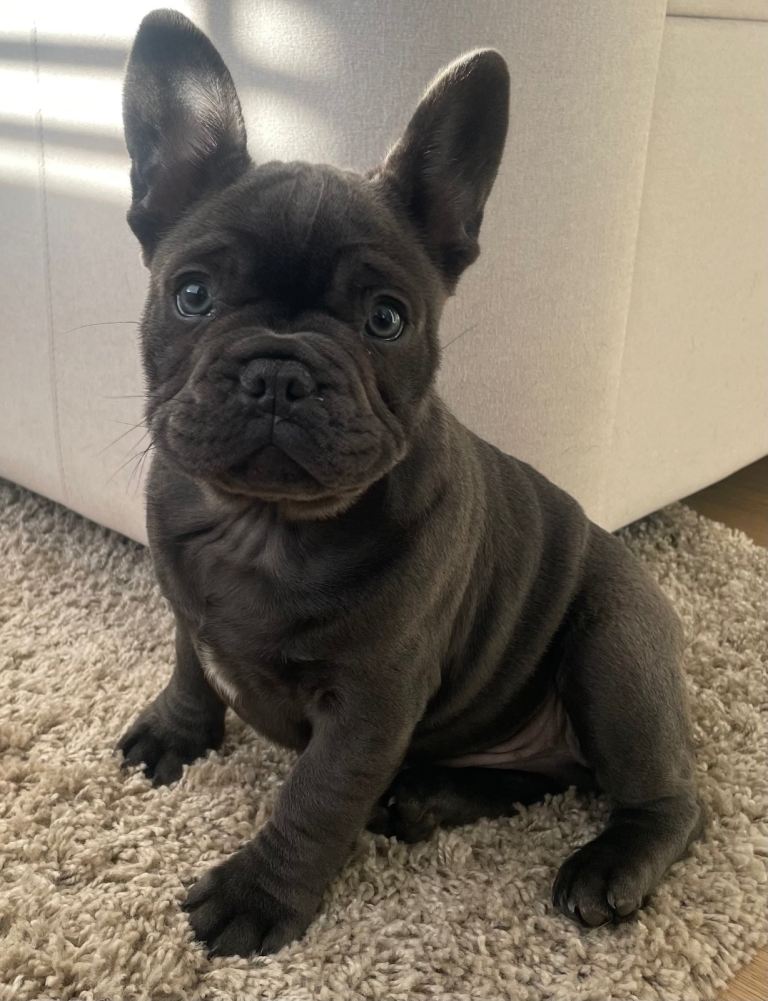 Last remaining French Bulldog puppy for sale to good home