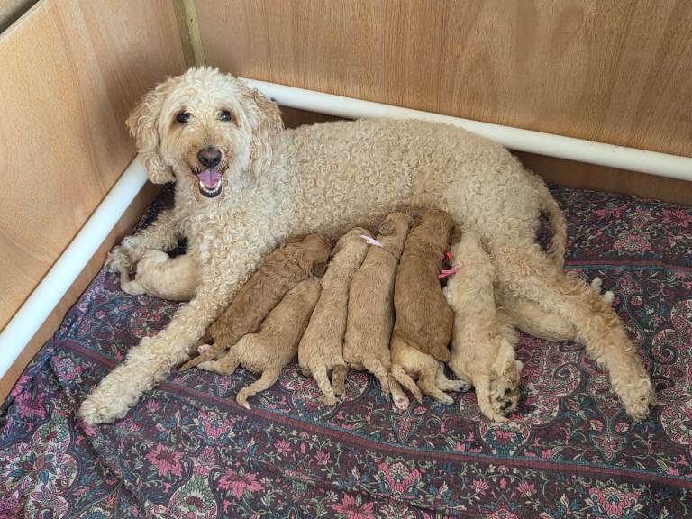 Multigeneration Labradoodle Backcross