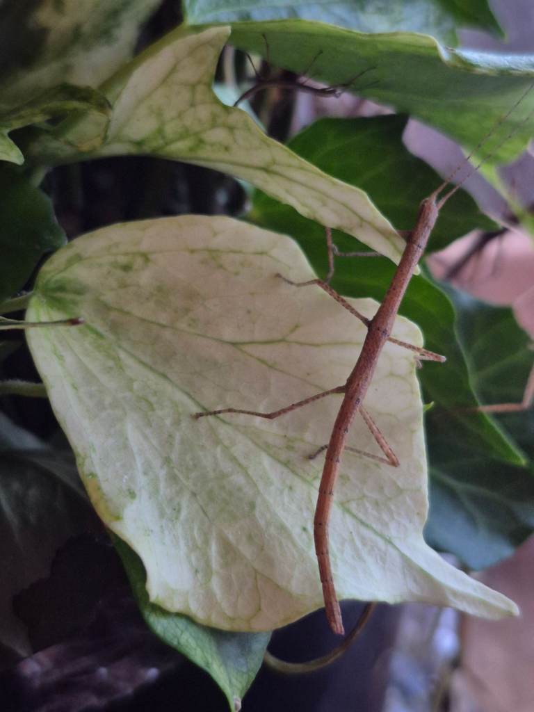 Indian Stick Insects