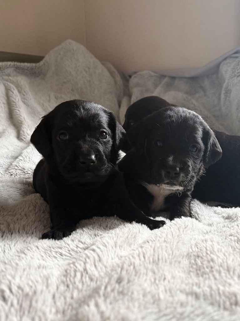 Beautiful Cockerdor Puppies - Ready Soon