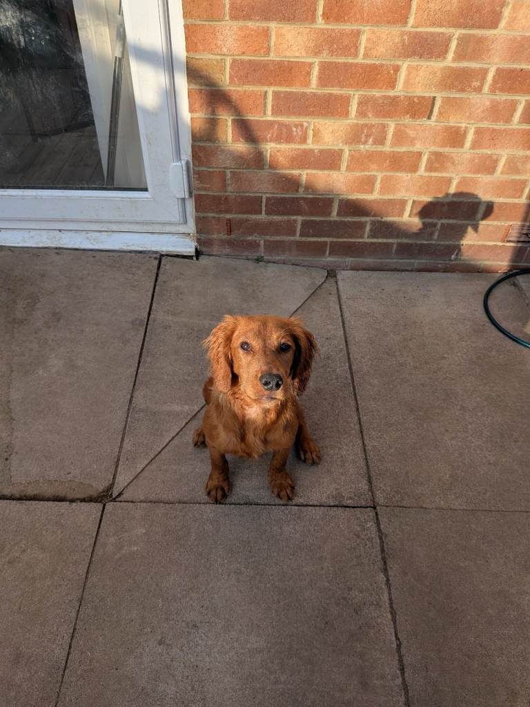 7 month cocker spaniel  (SOLD)