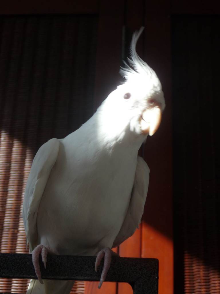 1 Albino Cockatiel female 