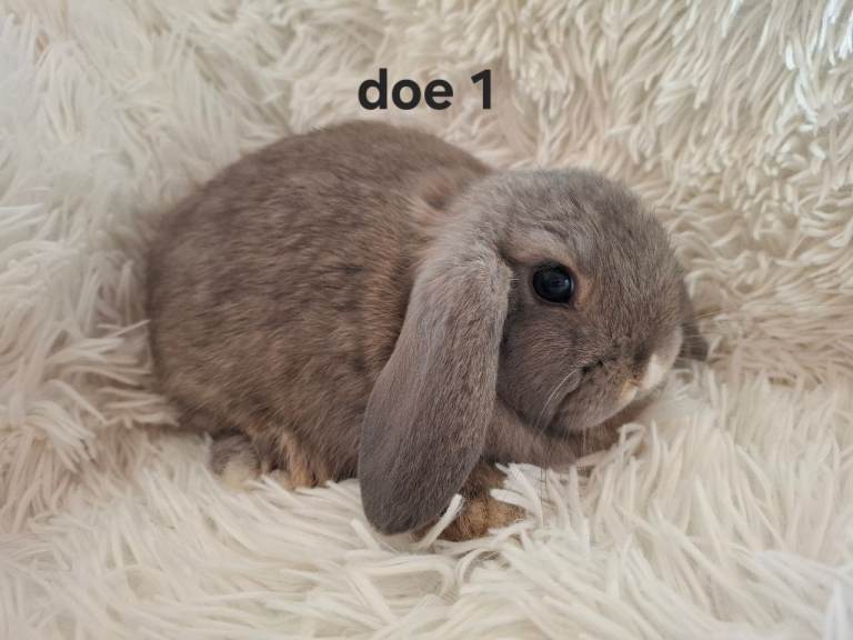 image for Mini Lop Rabbits *READY TO LEAVE* 14th December