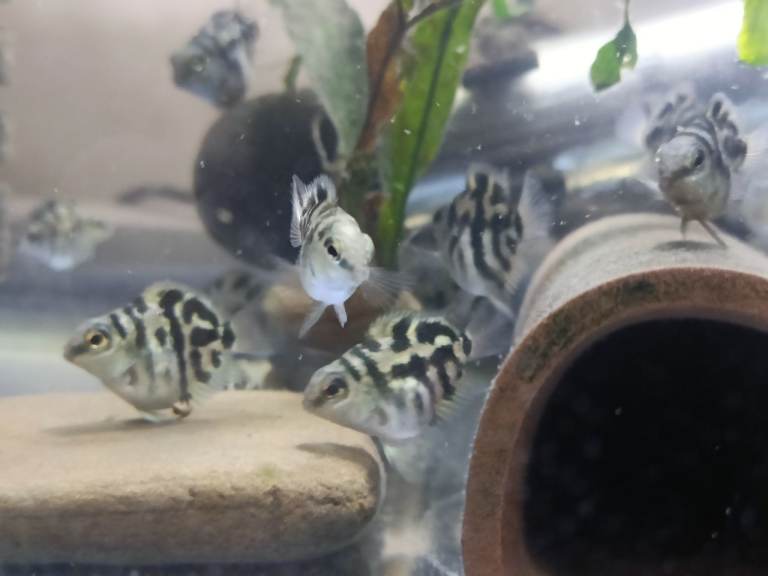 Baby Polar Blue Parrot  Cichlid