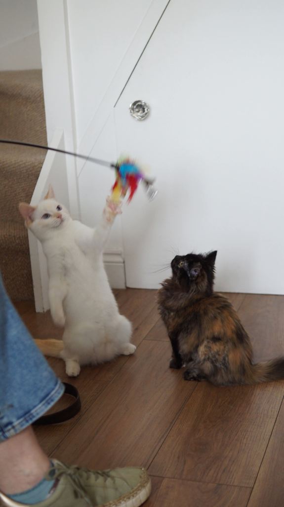 Kitten for sale - Torti girl 