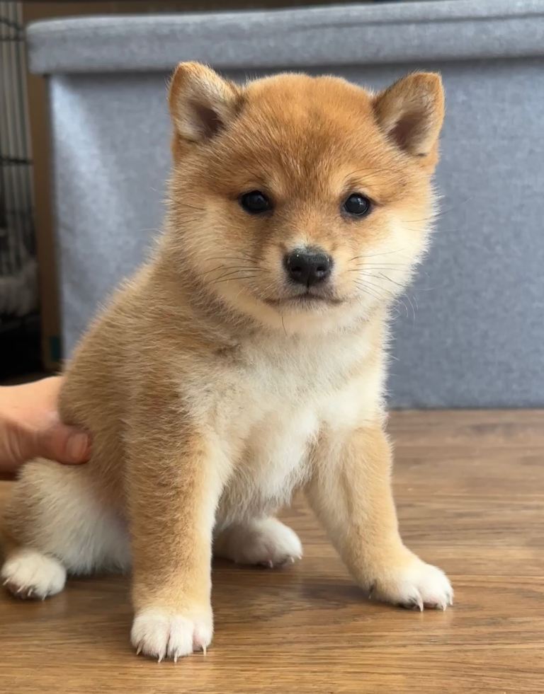 👑 Japanese Championship Bloodline Mame Shiba - Rare Breed 