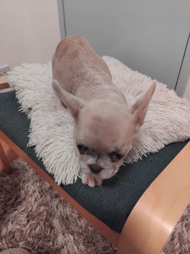 French-bulldog puppy 