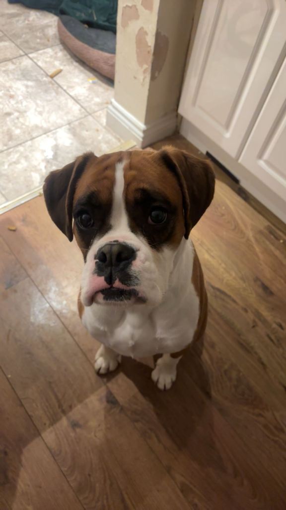 2x Boxer Females