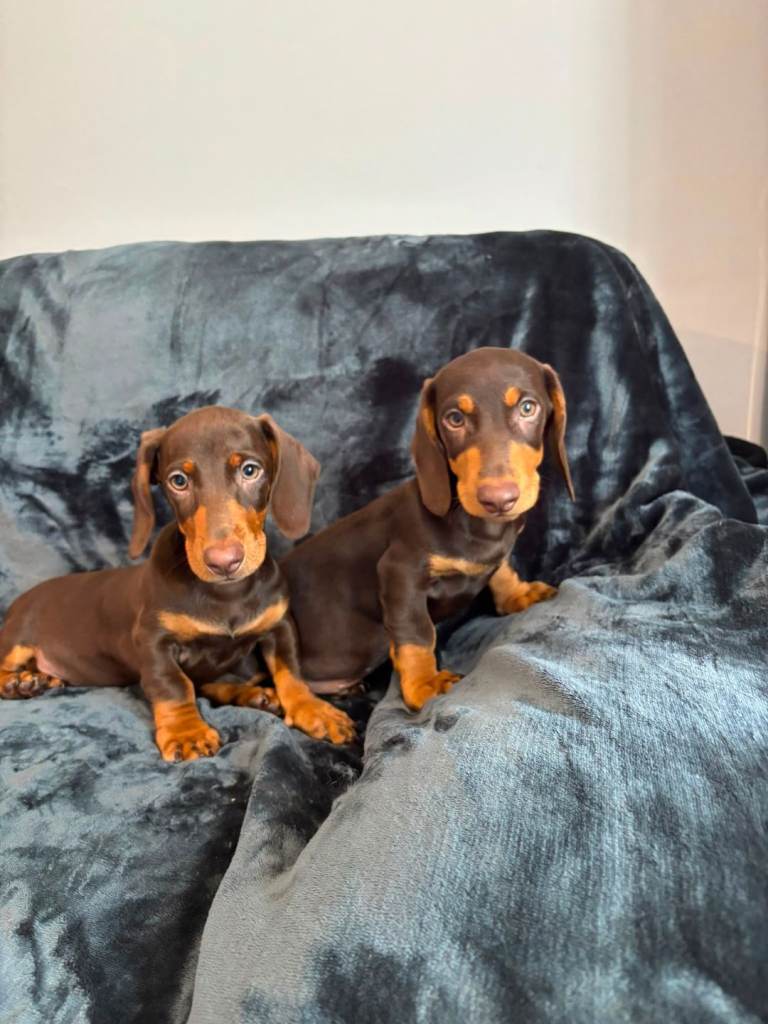 Dachshund Boys, Fully Vaccinated, Ready Now
