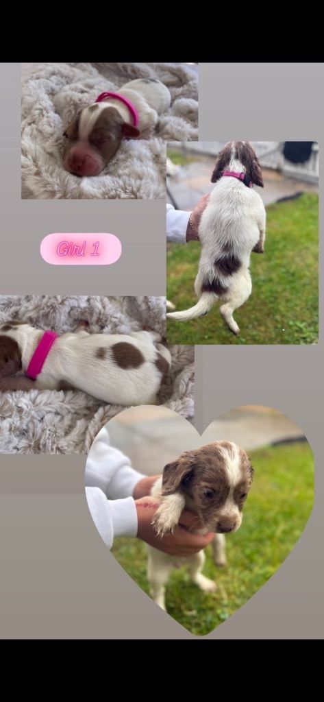 F1 Sprocker spaniel puppies 