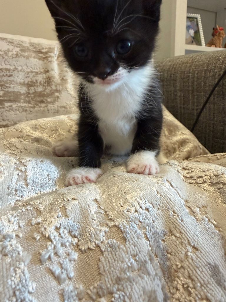 Beautiful kittens  - ALL RESERVED 