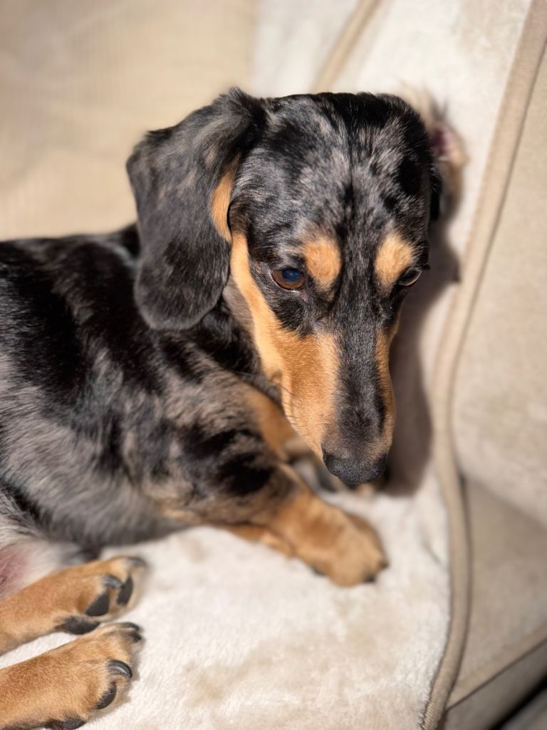  dachshund