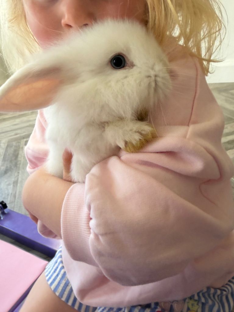 Mini loop 9 week old rabbits 