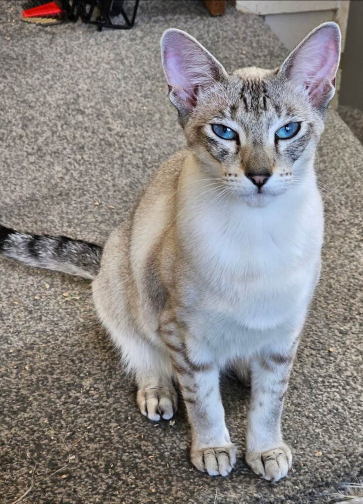Beautiful siamese female cat 