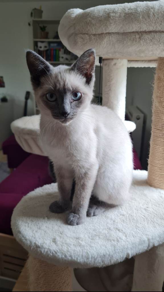 Lilac point girl Ragdoll-Russian blue cross