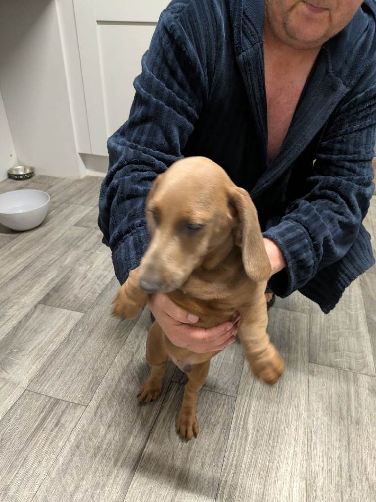 Male daushound 
