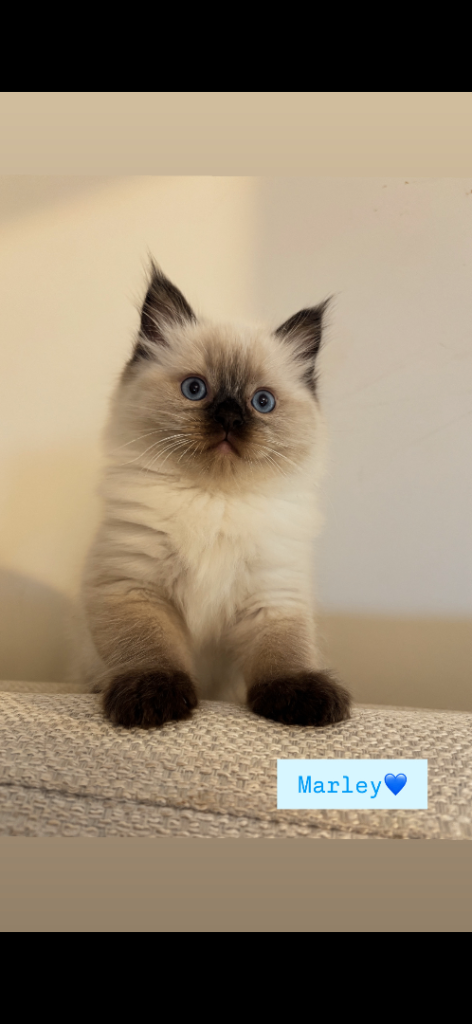 Seal point ragdoll kittens 