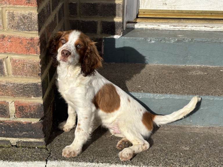 Springer Spaniel male