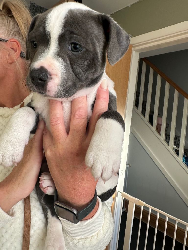 1 girl left staff pups READY 