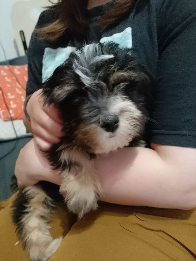 15 week old puppy girl yochon