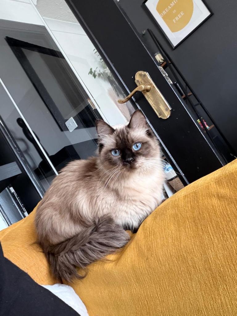 Ragdoll - 2 years 