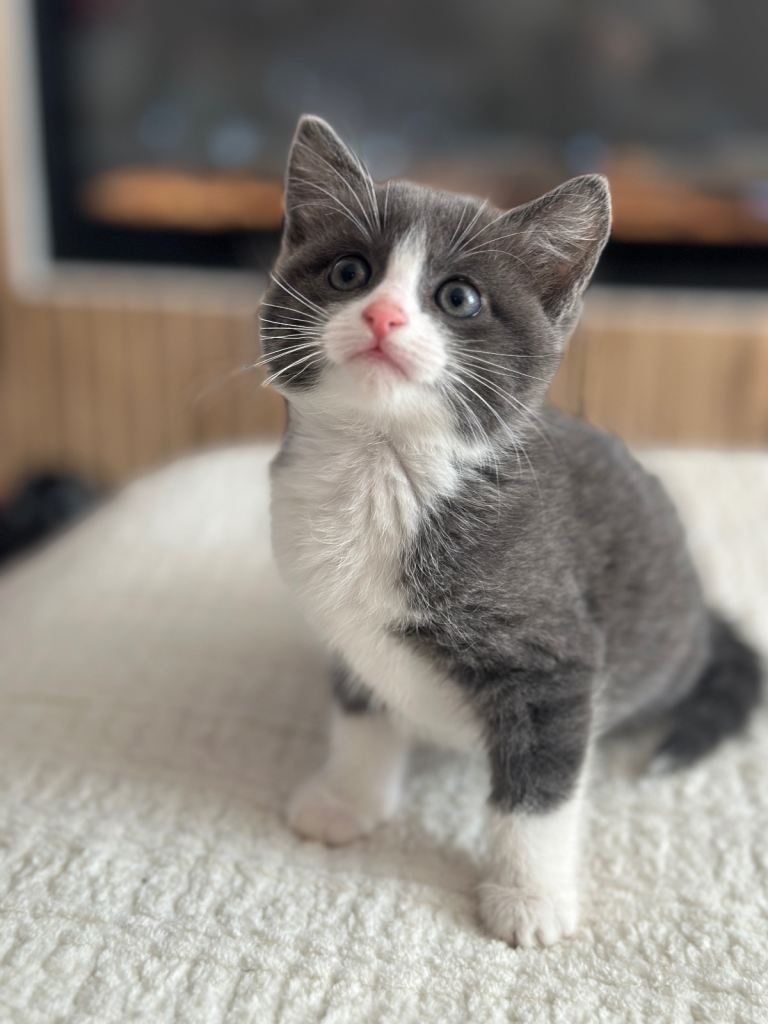 One girl Kitten left ready now 