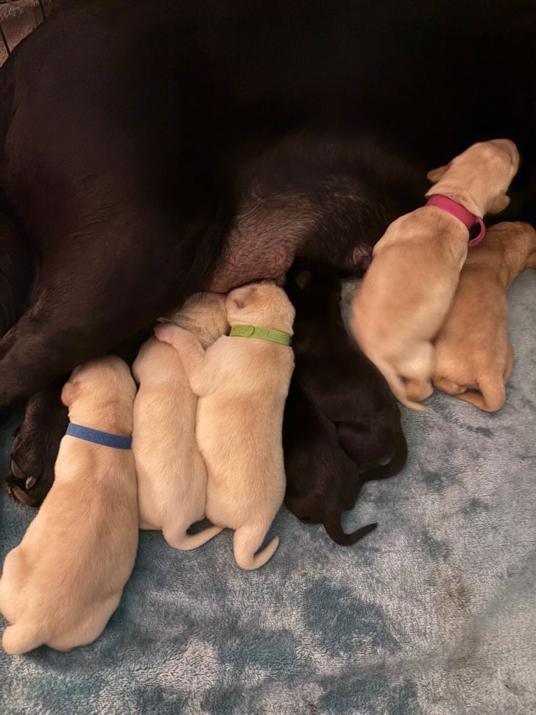 Labrador Puppies