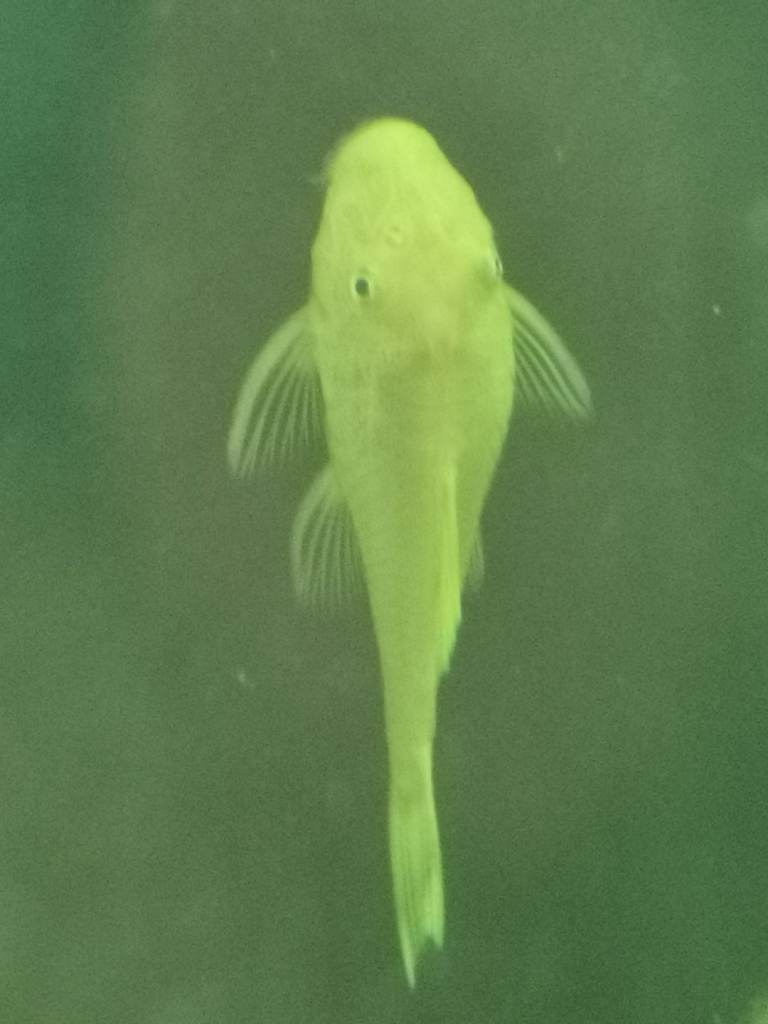 Lemon Blue eyed plecos - Golden rams 