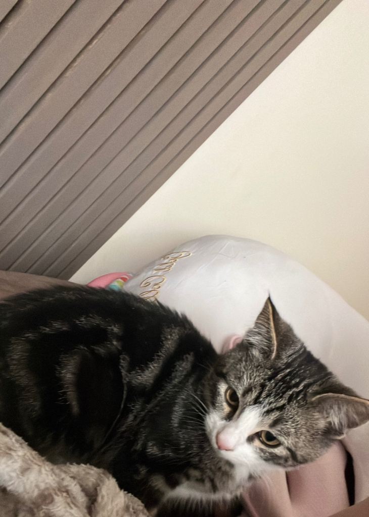 Cute and loving male kitten to rehome 