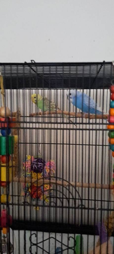 Beautiful Bonded Pair of Budgies + Full Setup Option