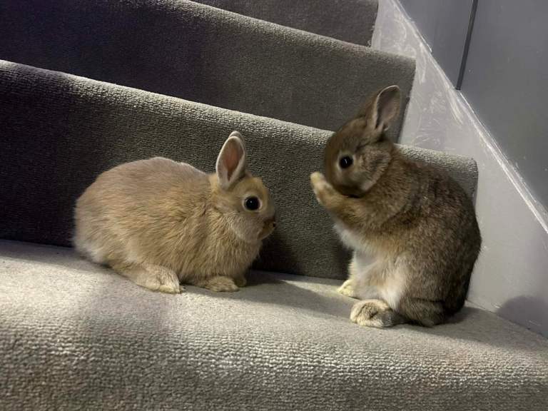 Neverland girl baby rabbits