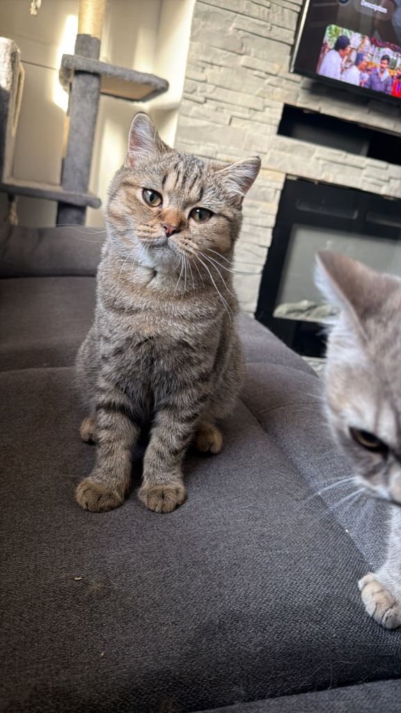 Reduced price for urgent rehome ‼️ British shorthair 