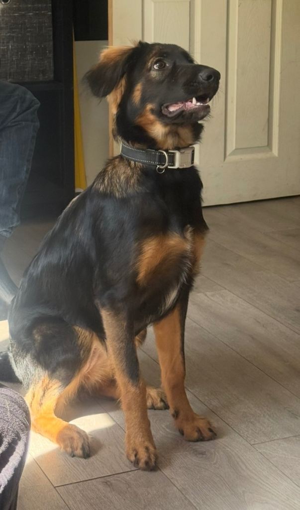 8 month old German shepherd cross