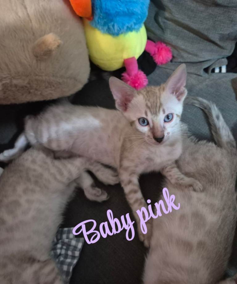 Female Snow Bengal Kitten 