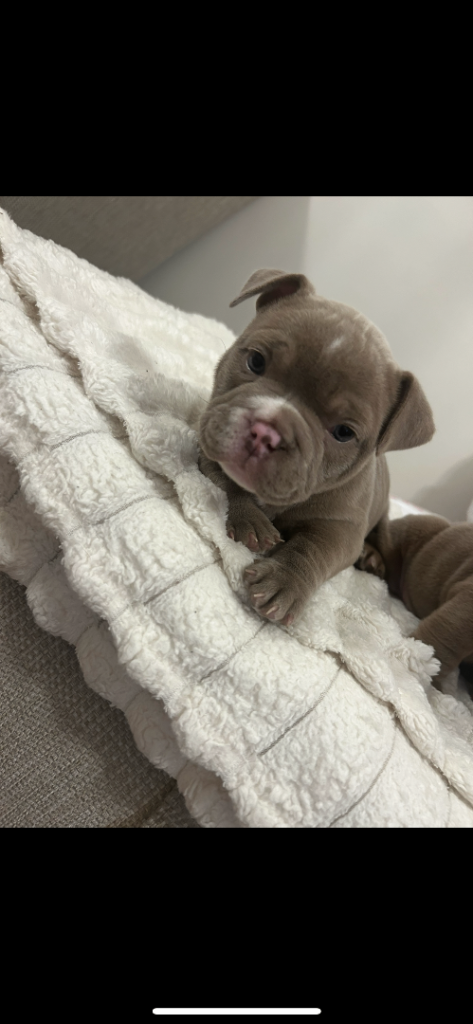 English bulldog puppy 