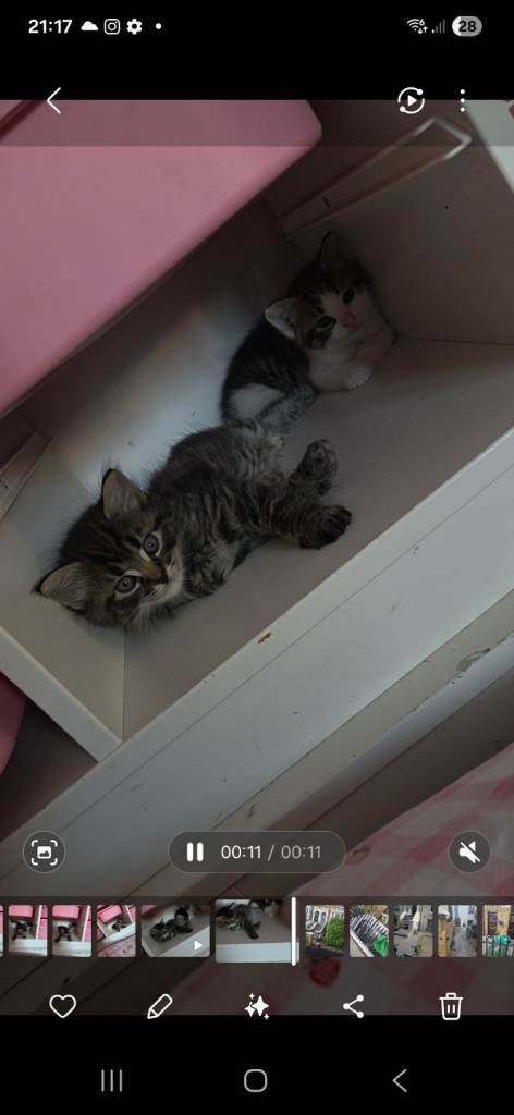 Kittens for sale 
