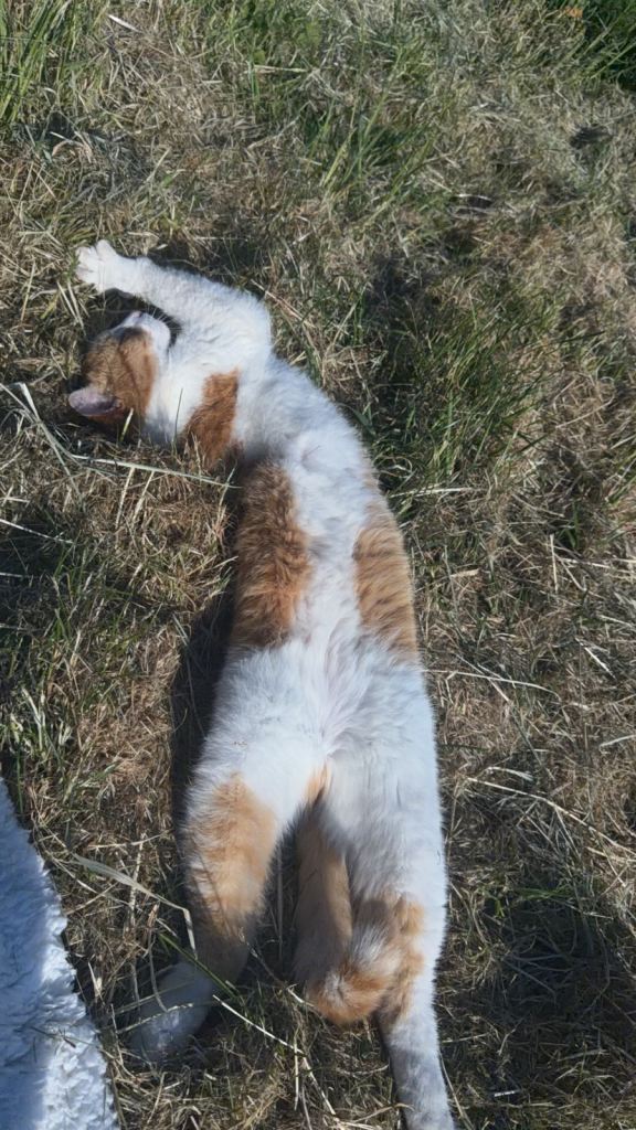 cats for sale URGENT