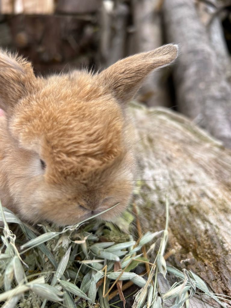 Pure bred Mini lop babies ready to reserve
