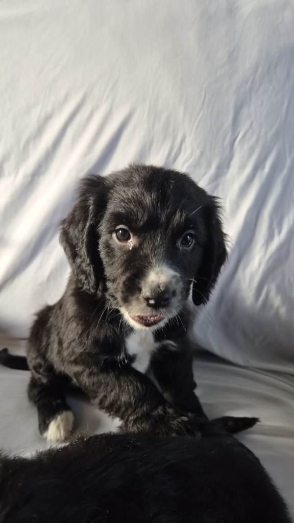 Cocker spaniel puppies